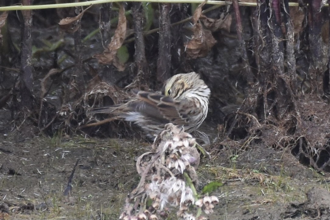 Savannah Sparrow (Savannah) - ML376647011