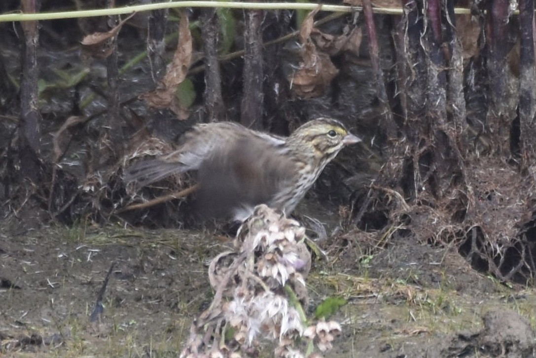 Savannah Sparrow (Savannah) - ML376647021
