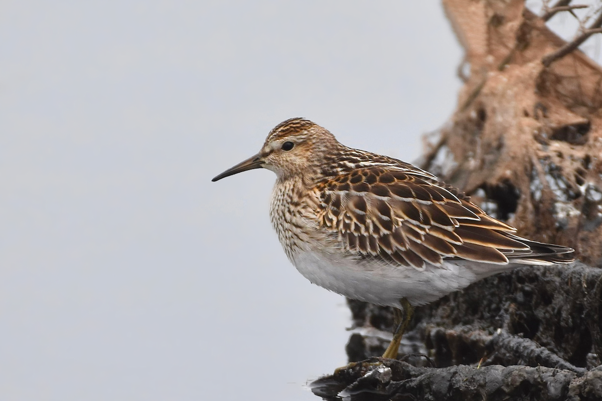Pectoral Sandpiper - ML376647531
