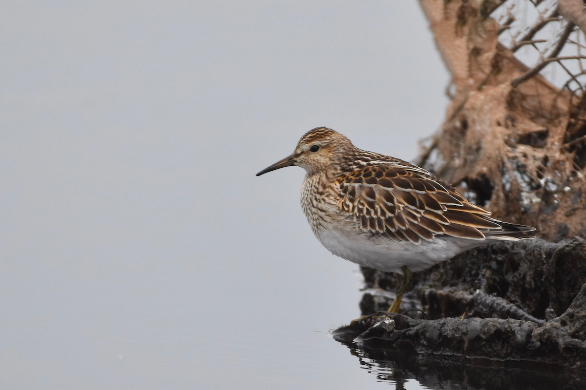 Pectoral Sandpiper - ML376647551