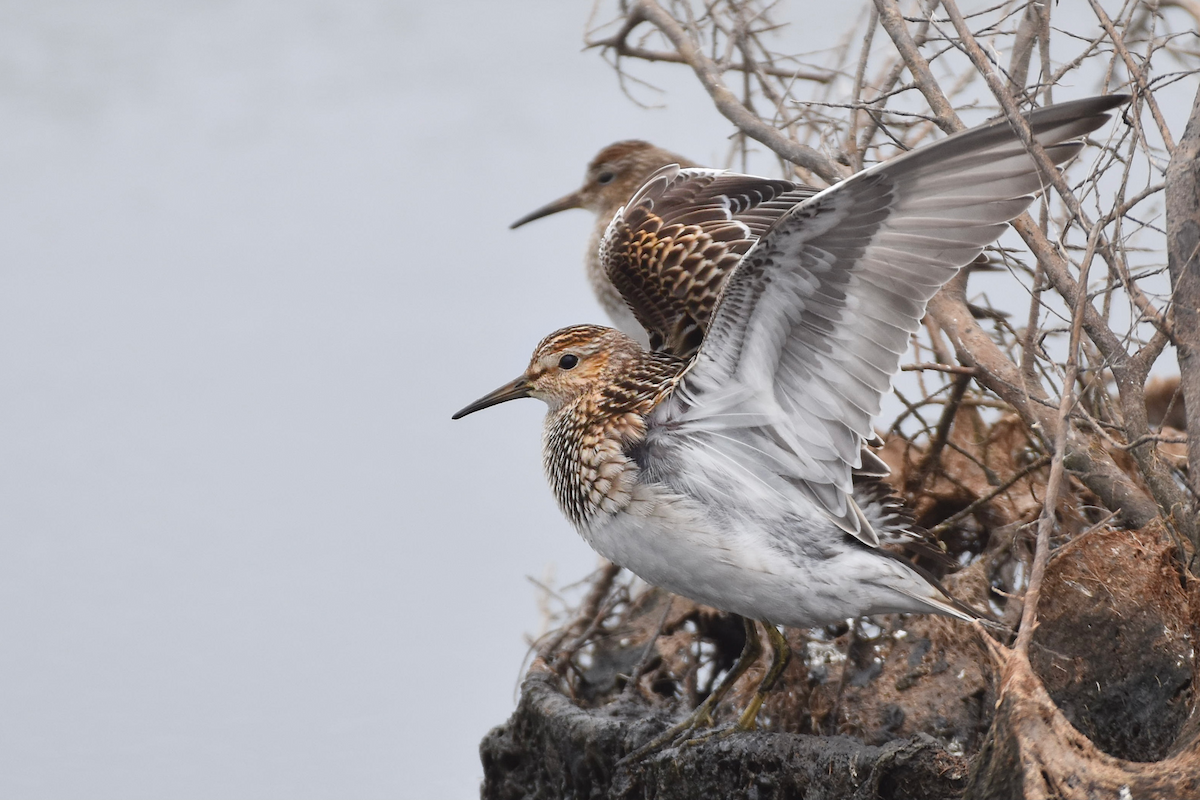 Pectoral Sandpiper - ML376647561