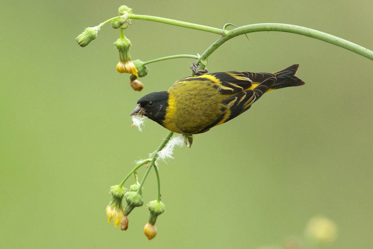 Hooded Siskin - ML376651271