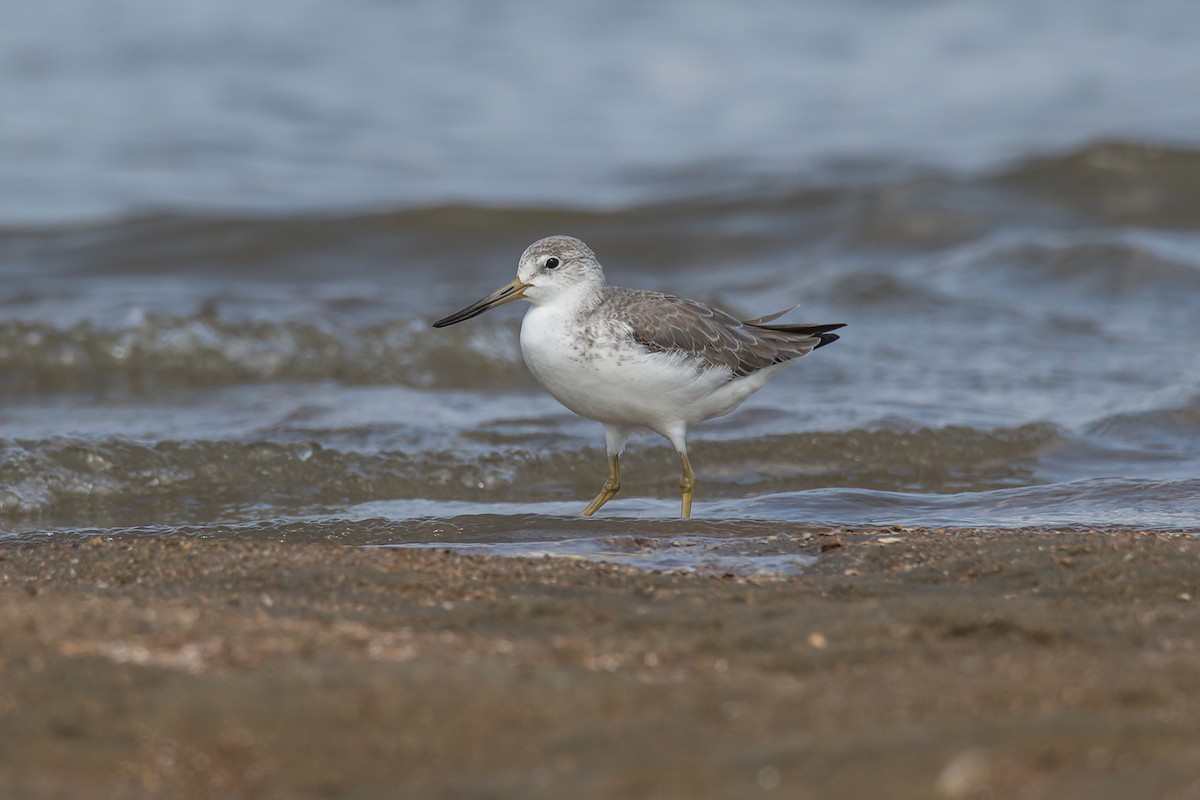 Nordmann's Greenshank - Wich’yanan Limparungpatthanakij