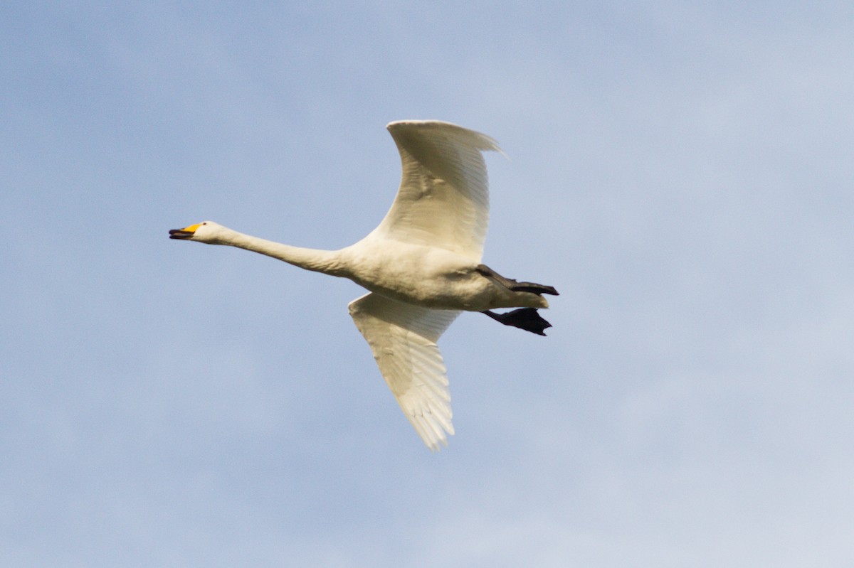 Whooper Swan - ML376651581