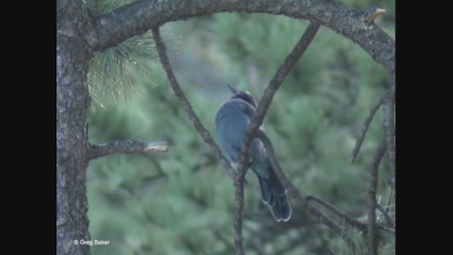 Steller's Jay - ML376651651