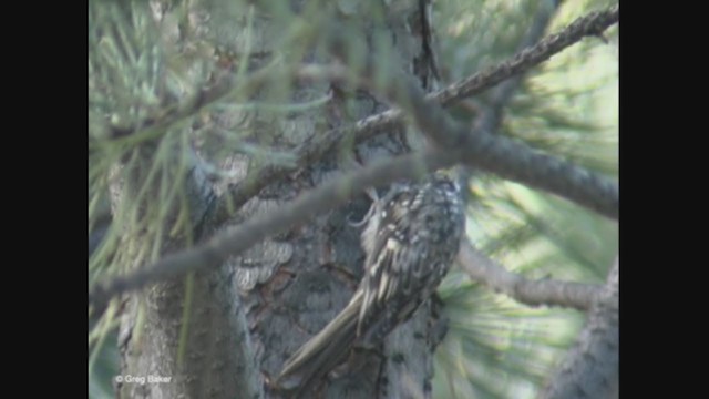 Brown Creeper - ML376651781