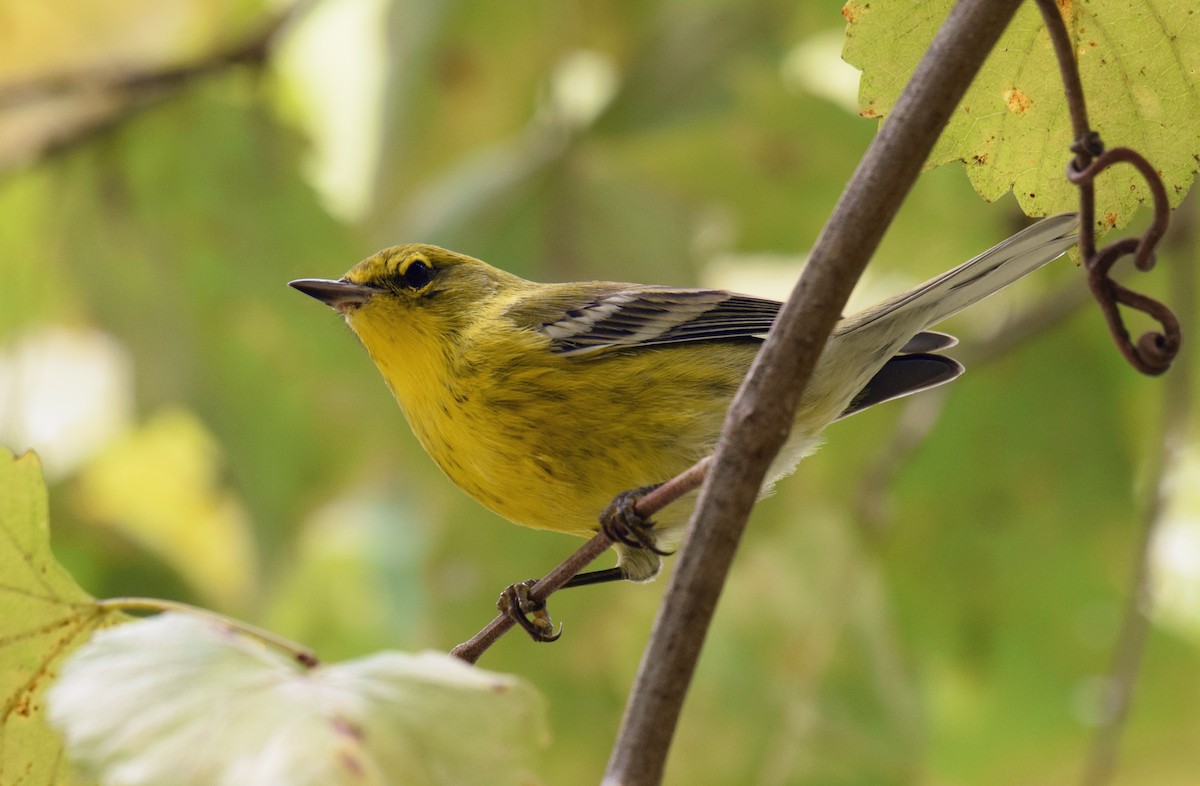 Pine Warbler - ML376653731