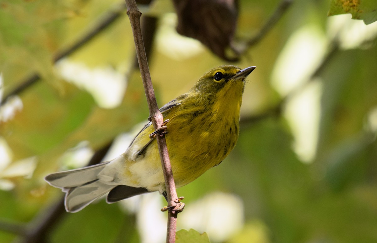 Pine Warbler - ML376653751