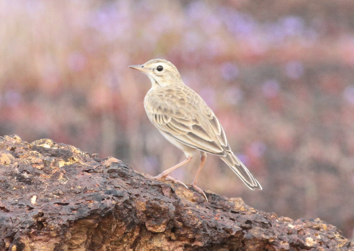 Paddyfield Pipit - ML376654701