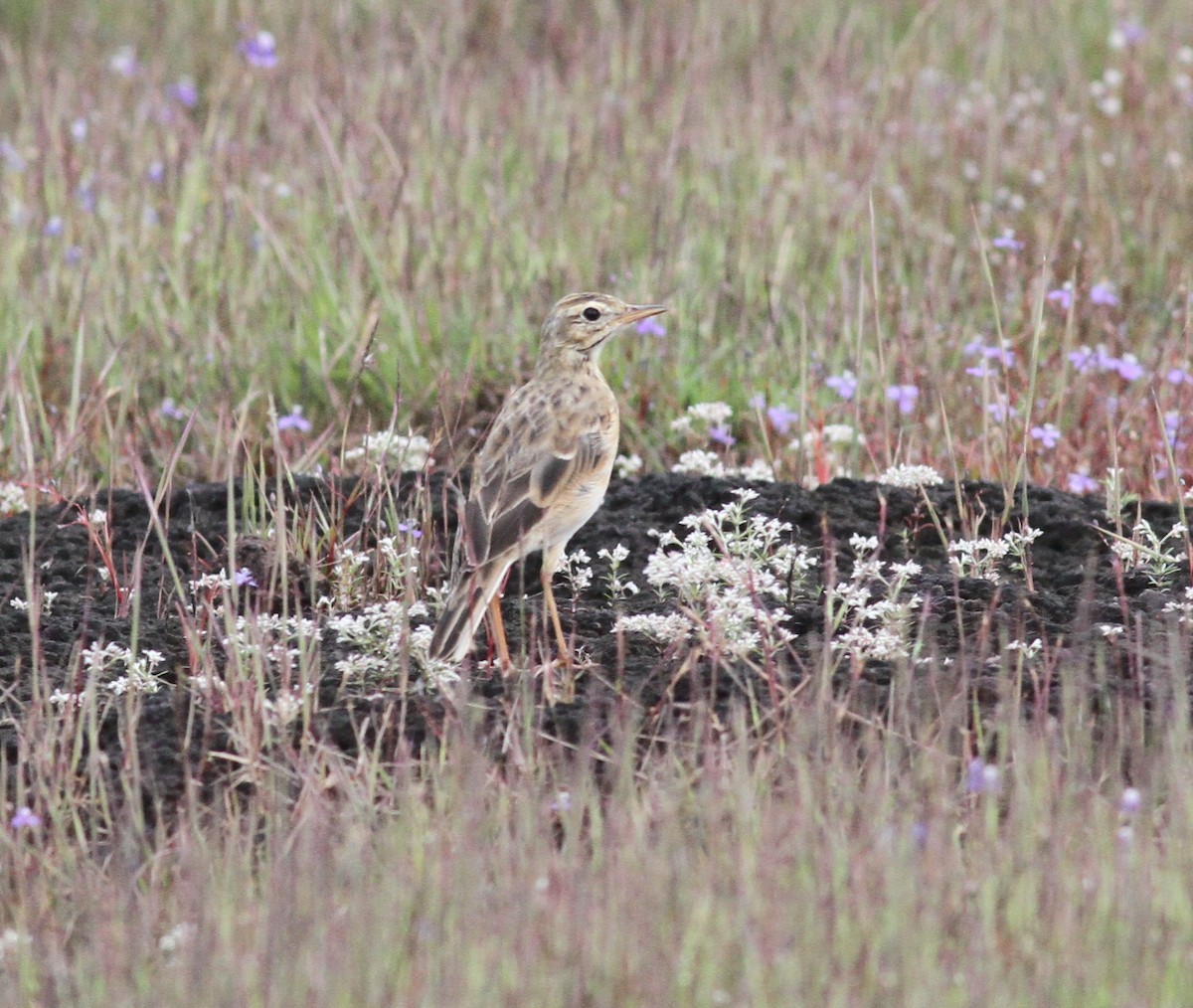 Paddyfield Pipit - ML376654731