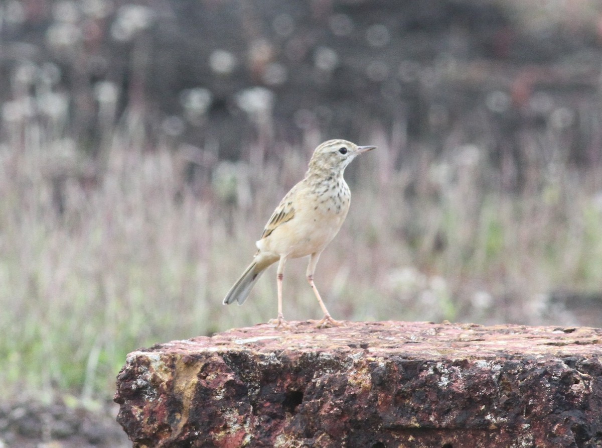 Paddyfield Pipit - ML376654761