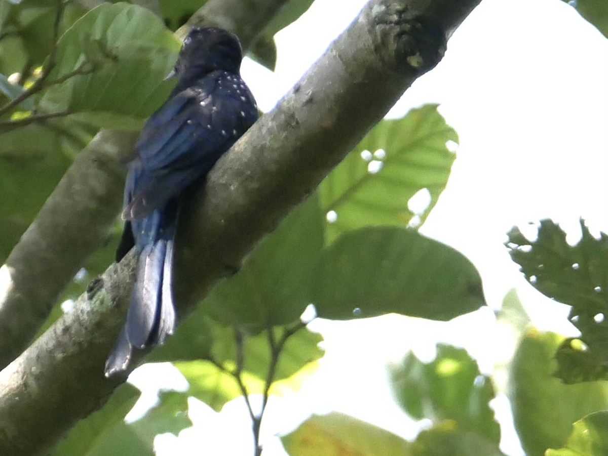 Square-tailed Drongo-Cuckoo - ML376654931