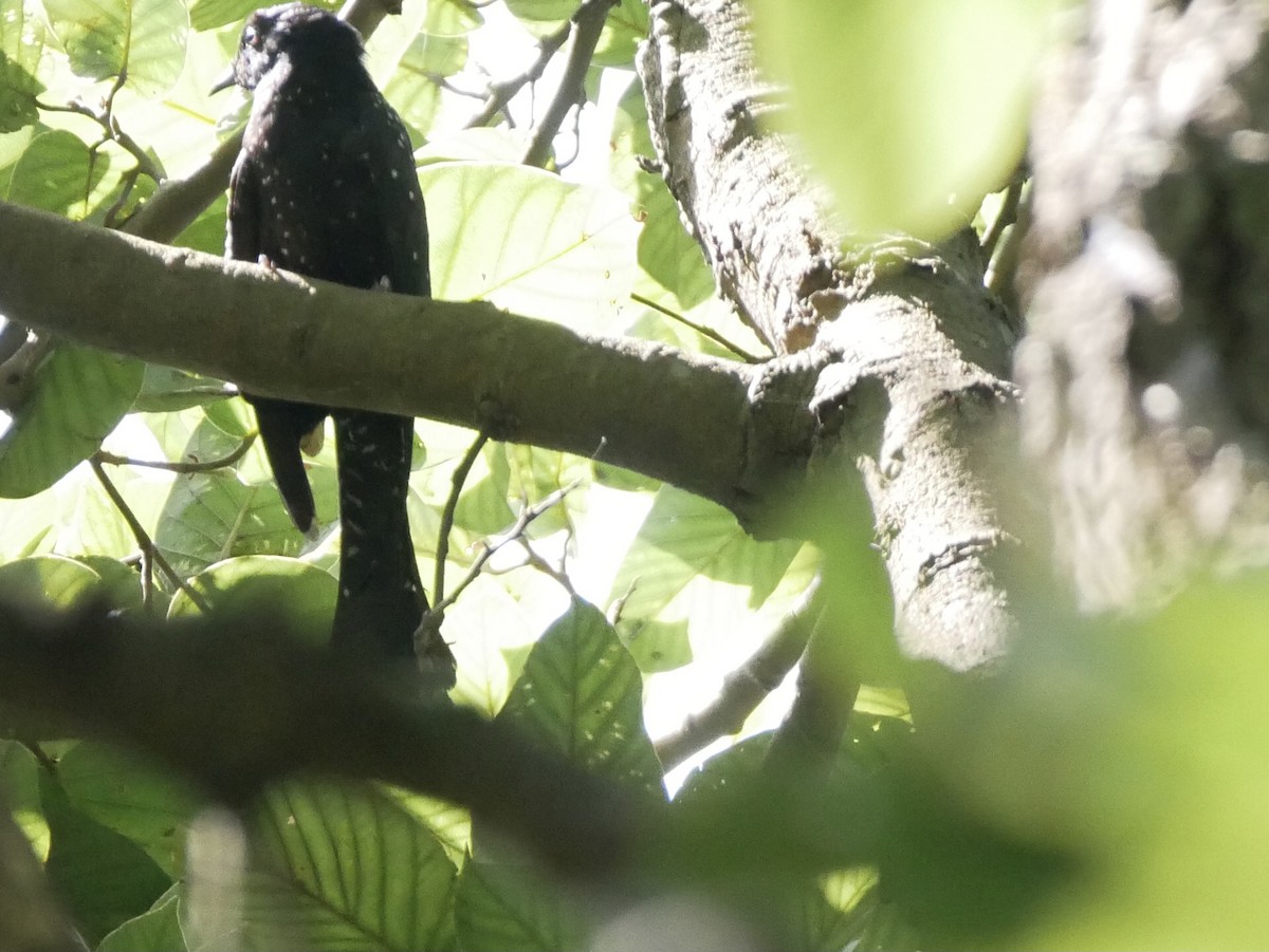 Cuclillo Drongo Colitruncado - ML376654981