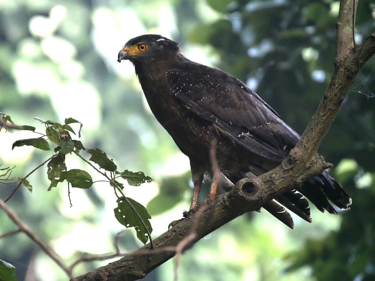 Crested Serpent-Eagle - ML376655071