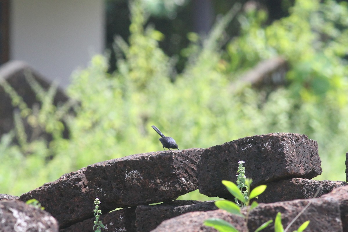 Indian Robin - ML376658081