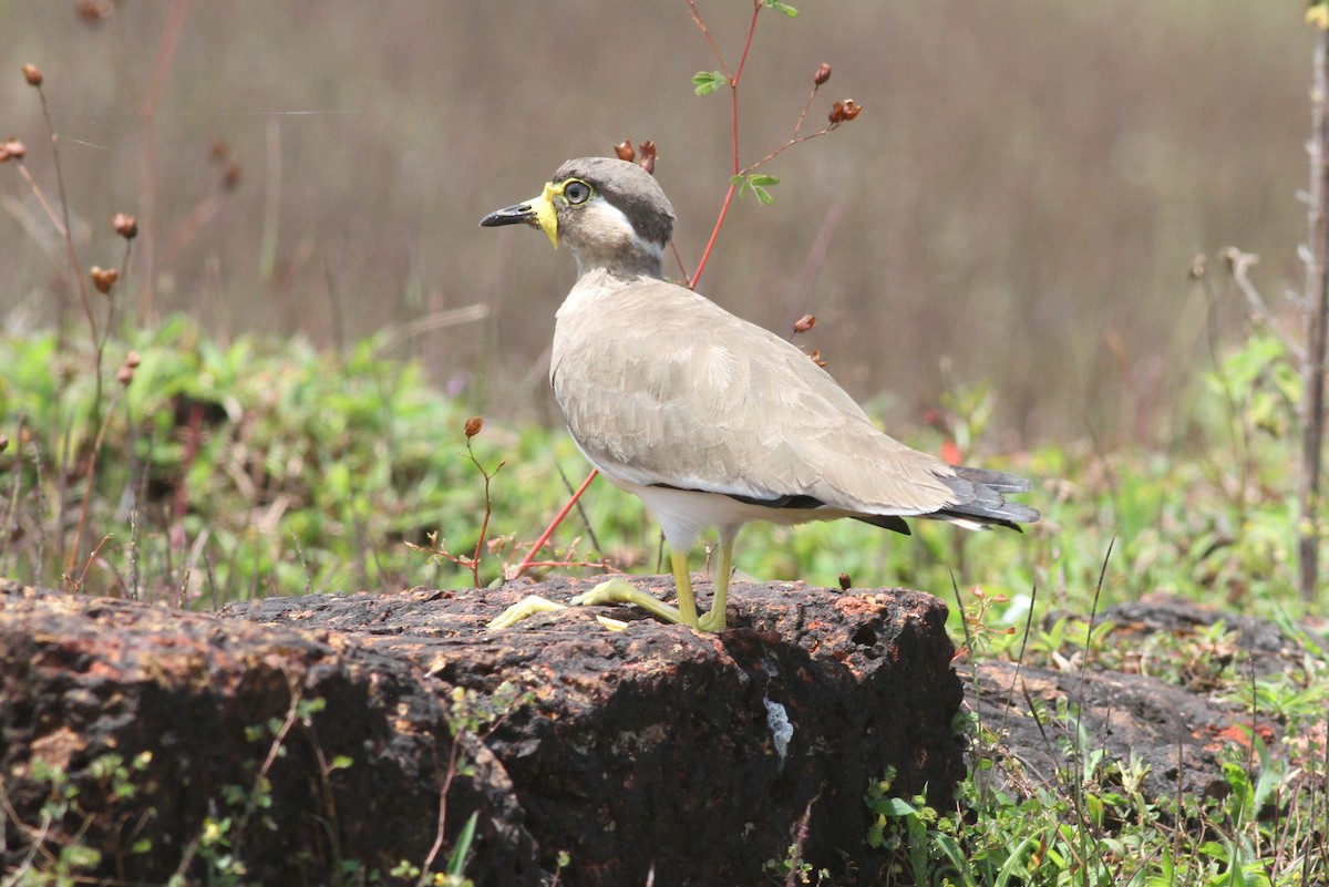 Yellow-wattled Lapwing - ML376658581