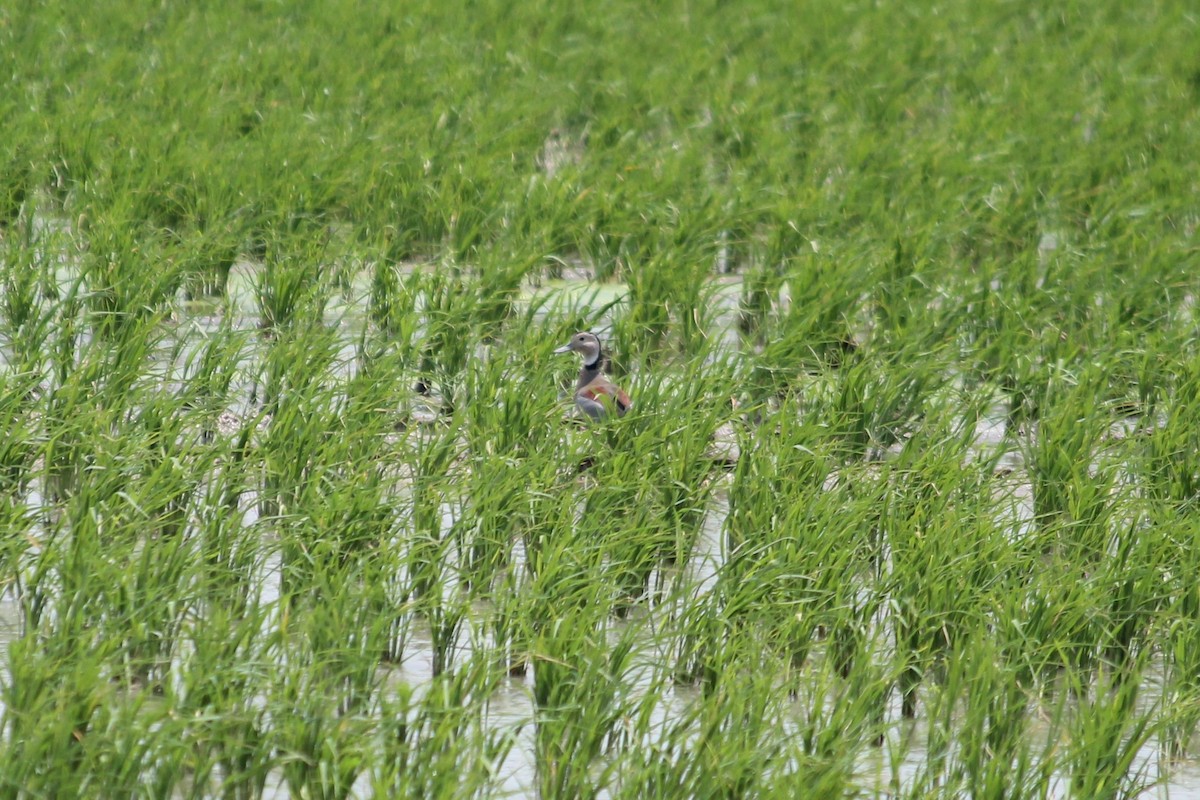 Ringed Teal - Suzanne Vargas