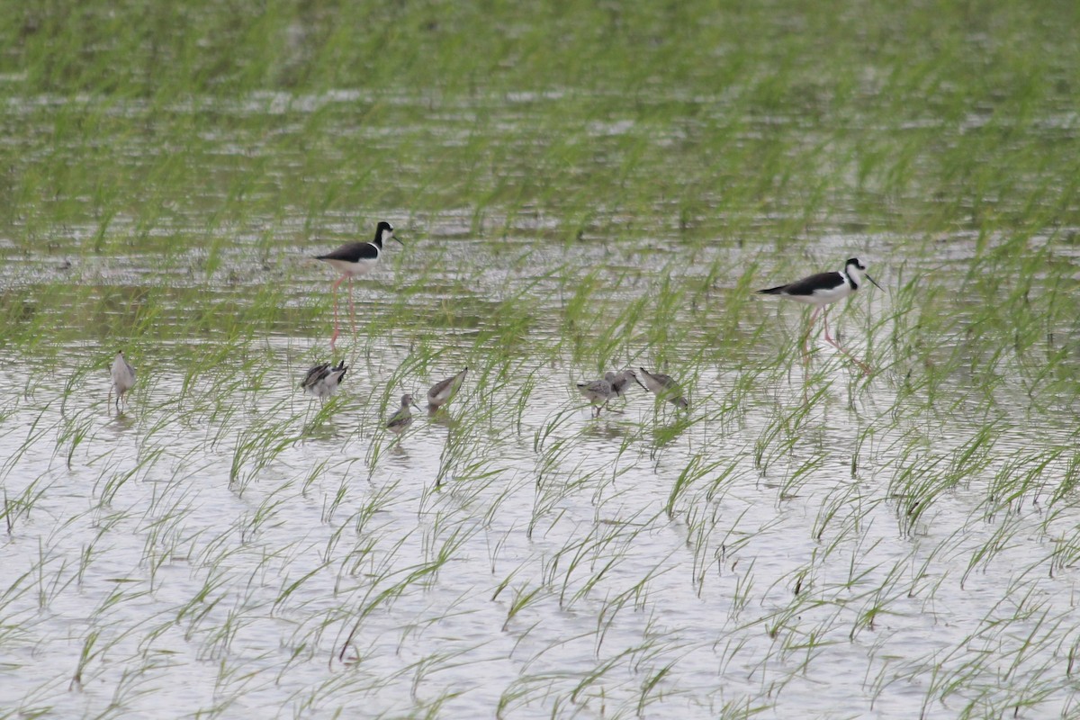 Stilt Sandpiper - ML376658981