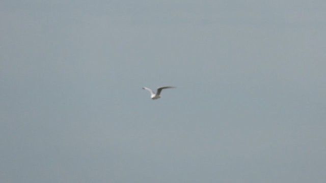 Slender-billed Gull - ML376659331