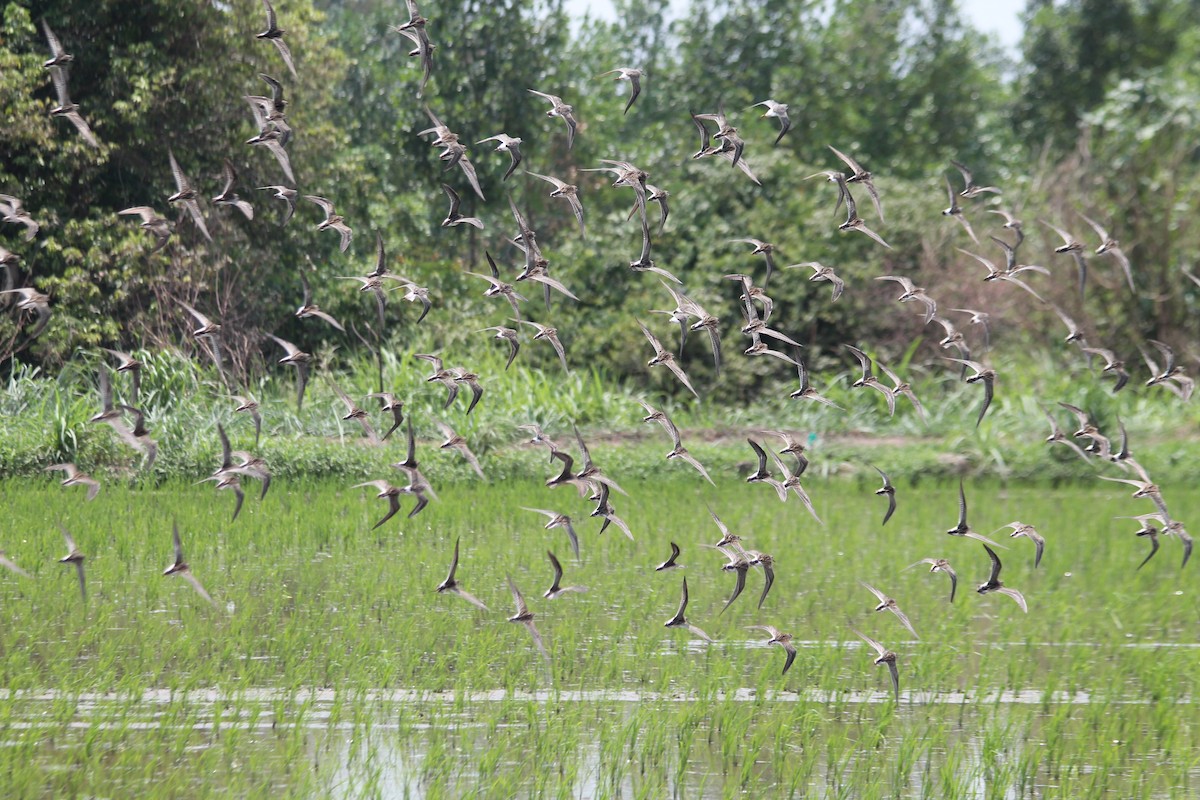 Pectoral Sandpiper - ML376659641