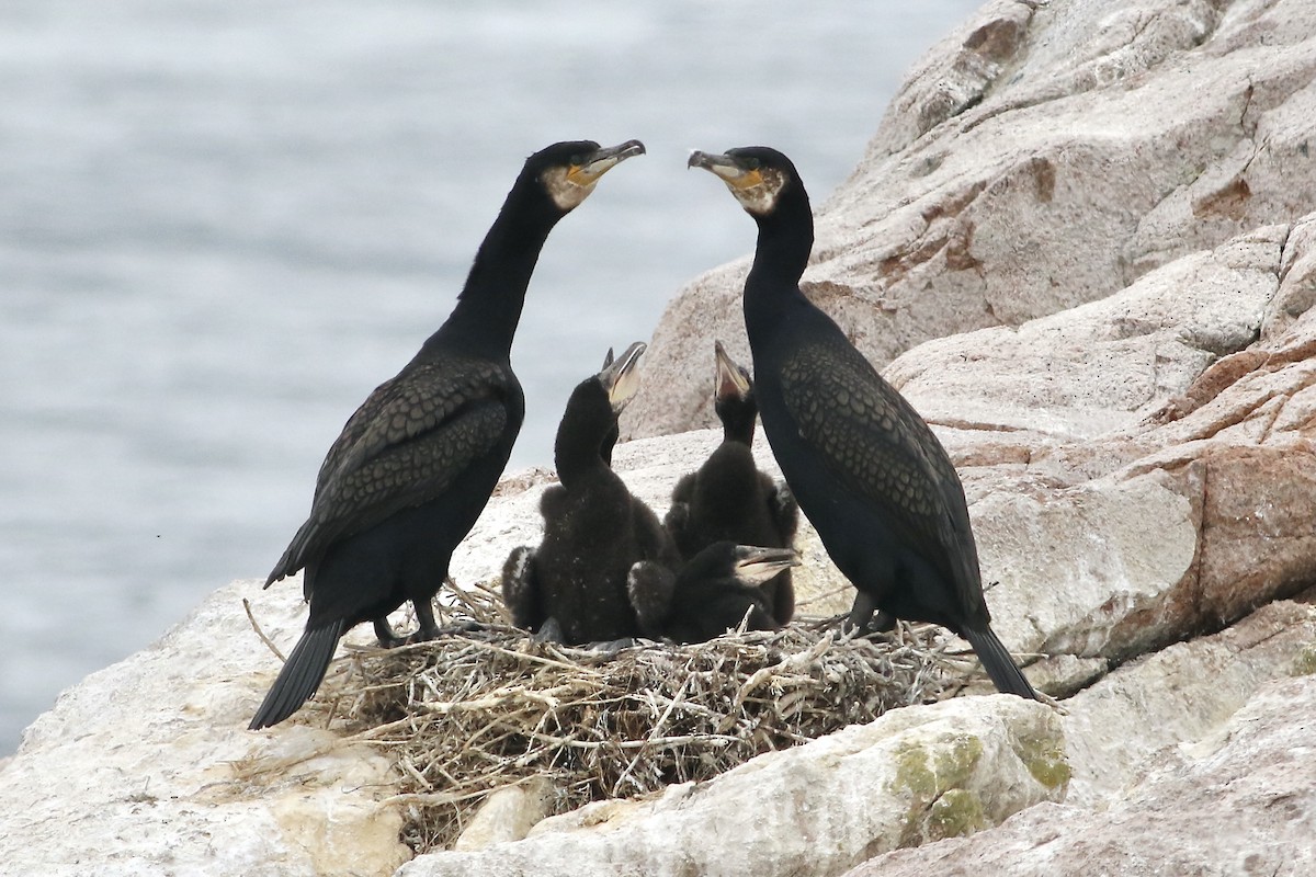 Great Cormorant - Keenan Yakola
