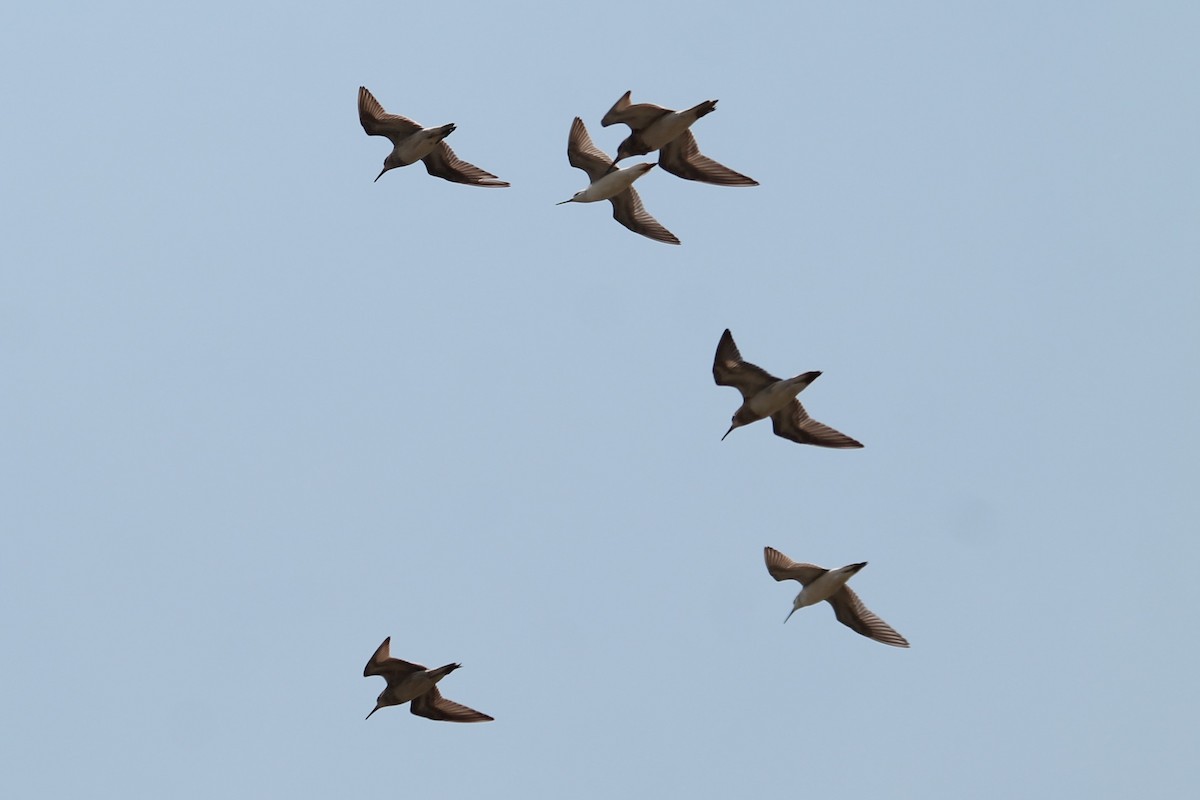 Wilson's Phalarope - ML376660001