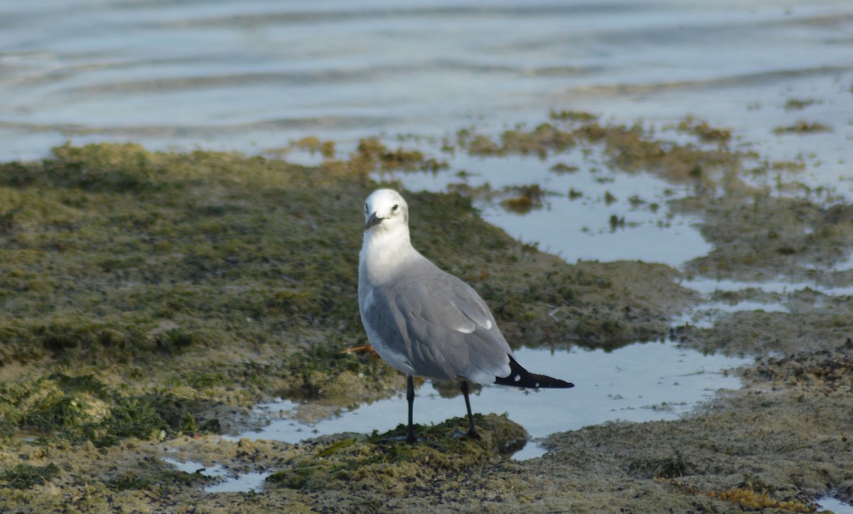 Laughing Gull - ML376660011