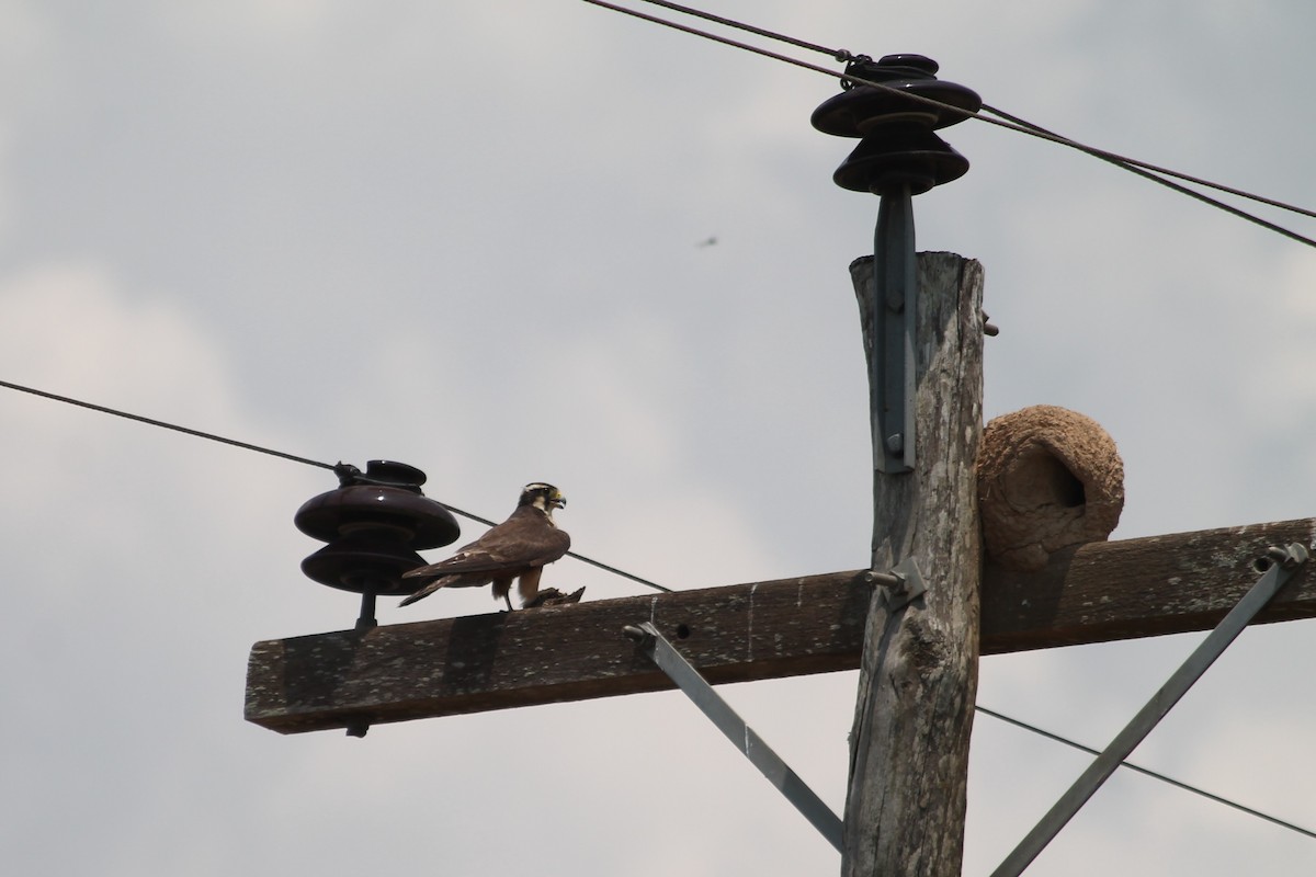 Aplomado Falcon - ML376660921