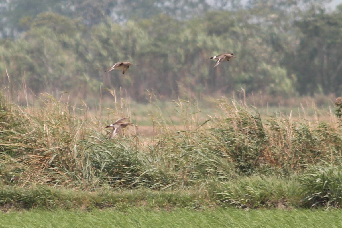 Hudsonian Godwit - ML376661651