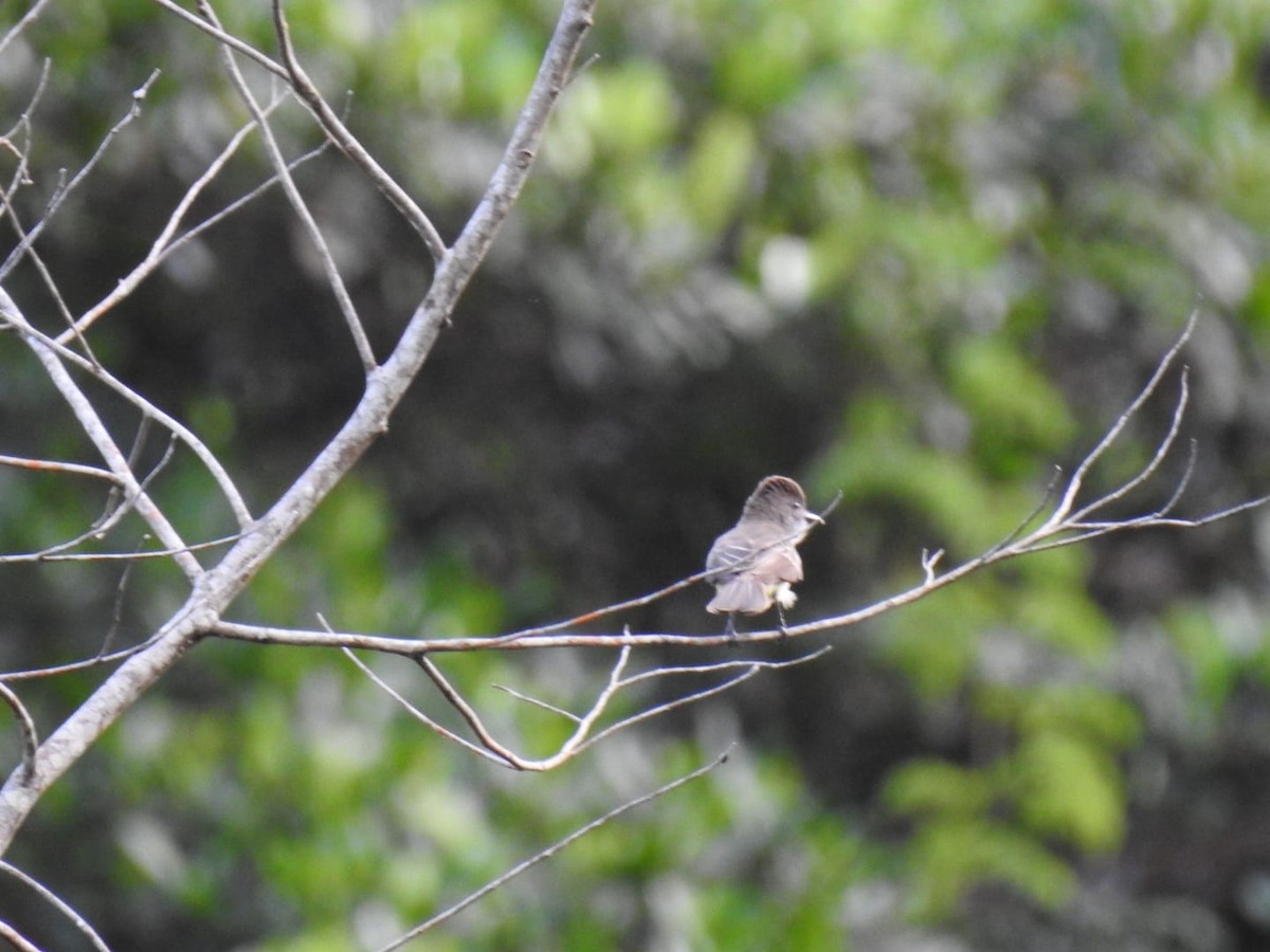 Short-crested Flycatcher - ML376662011