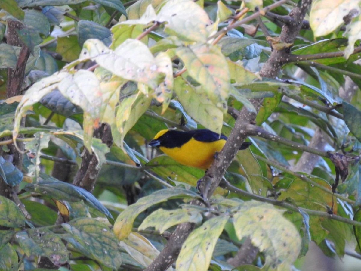 Thick-billed Euphonia - ML376662391