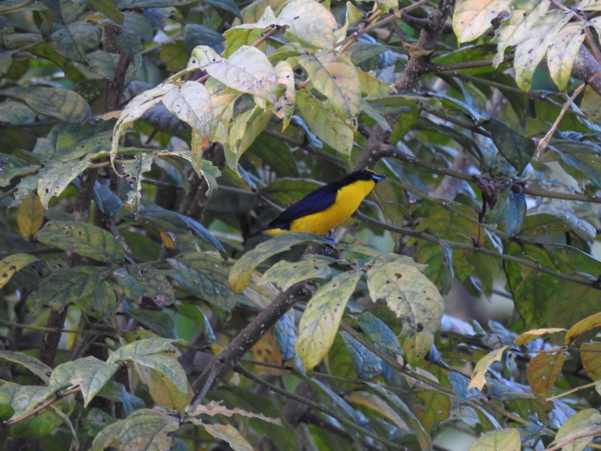 Thick-billed Euphonia - ML376662401