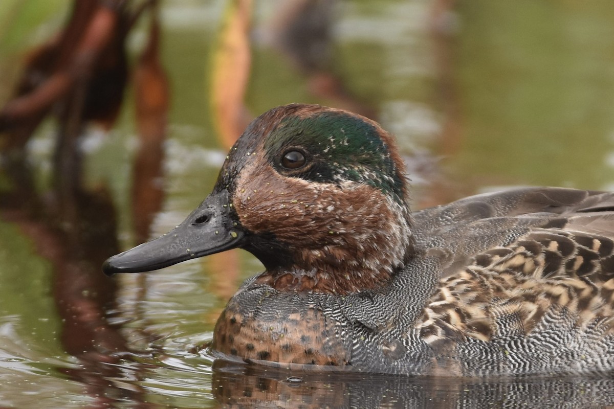 Green-winged Teal (American) - ML376662601