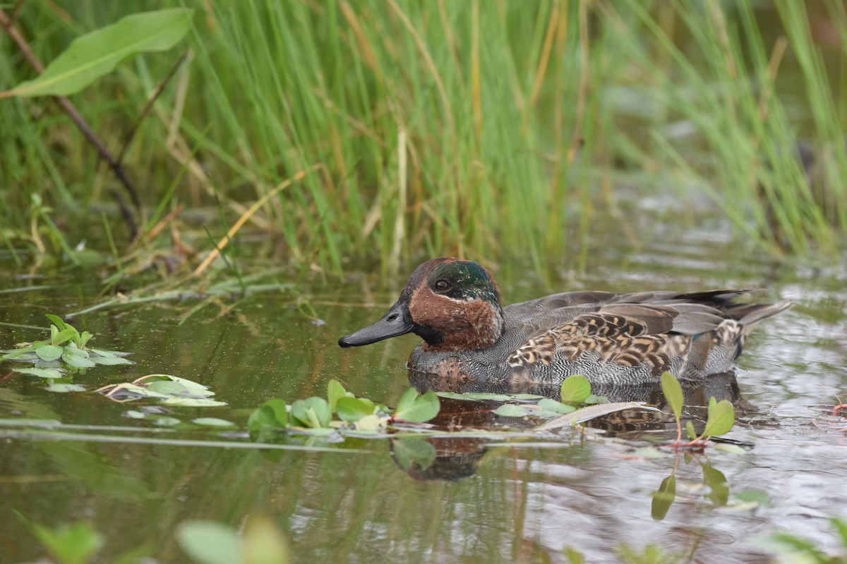Green-winged Teal (American) - ML376662641