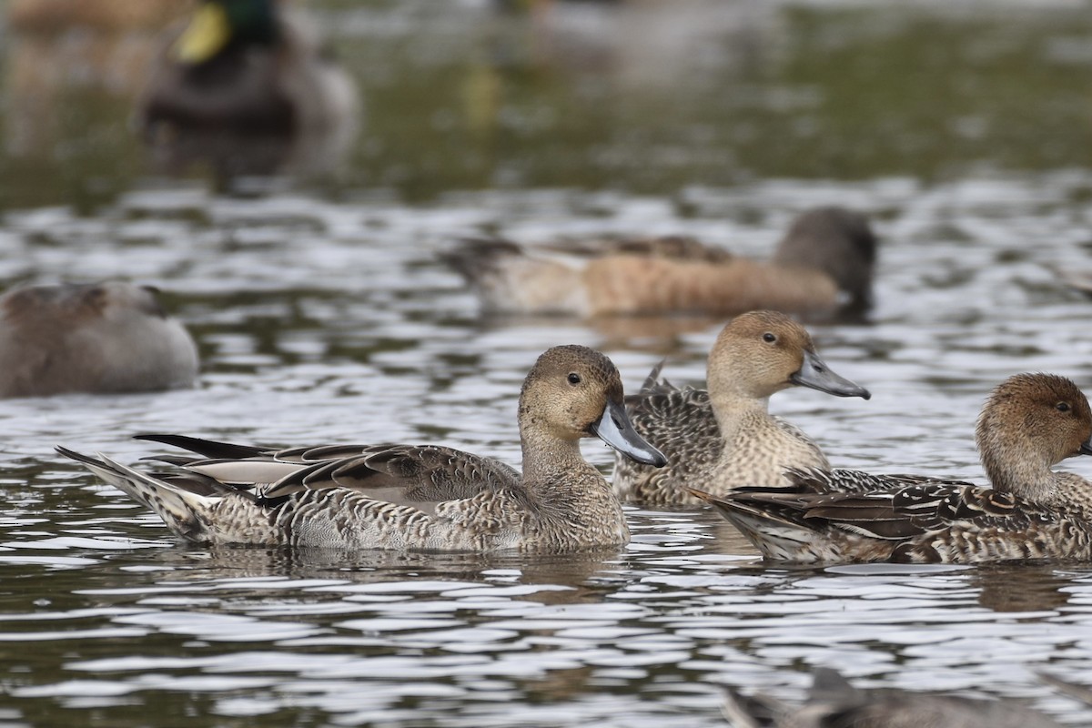 Northern Pintail - ML376662671
