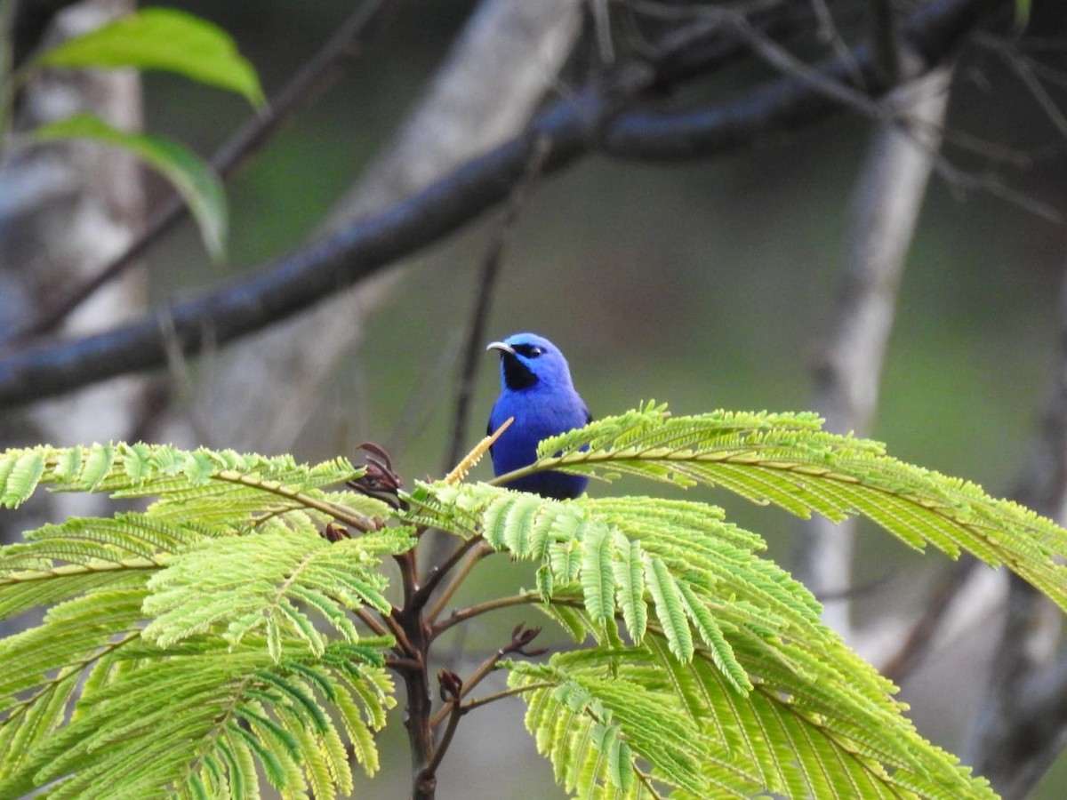 Purple Honeycreeper - ML376663121