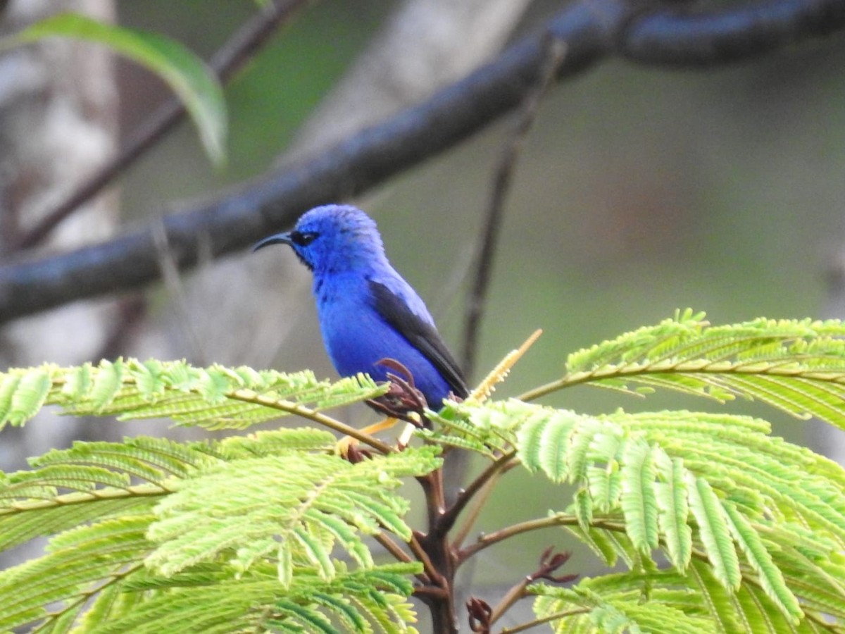 Purple Honeycreeper - ML376663151