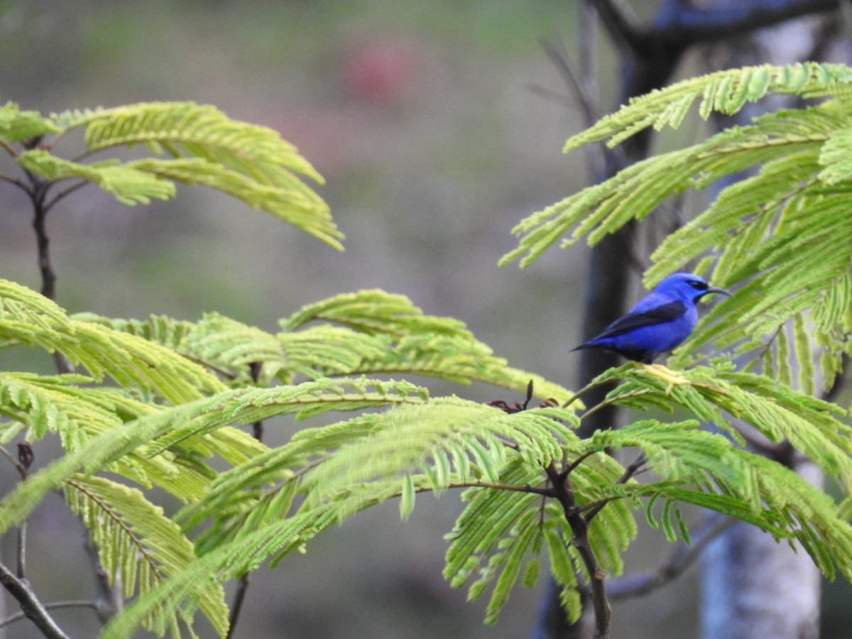 Purple Honeycreeper - ML376663211