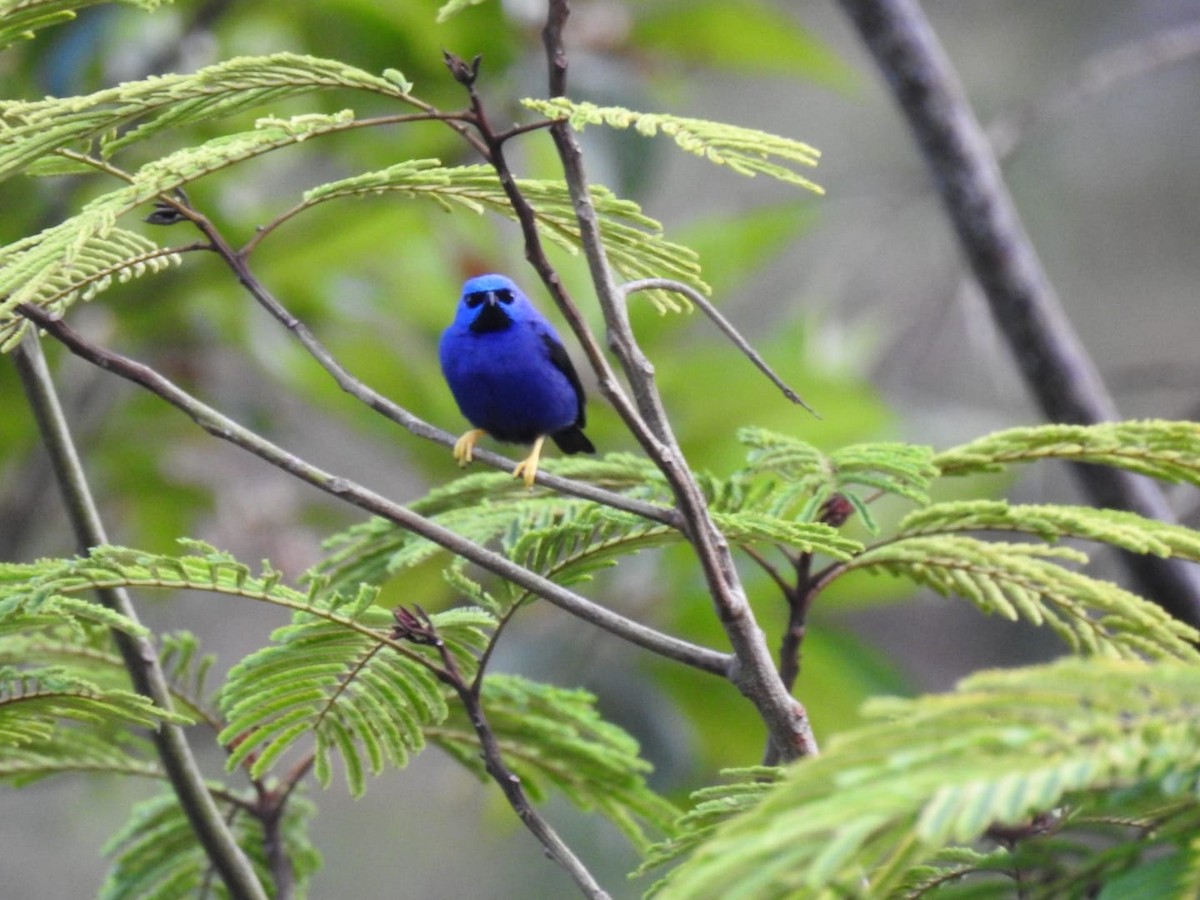 Purple Honeycreeper - ML376663241