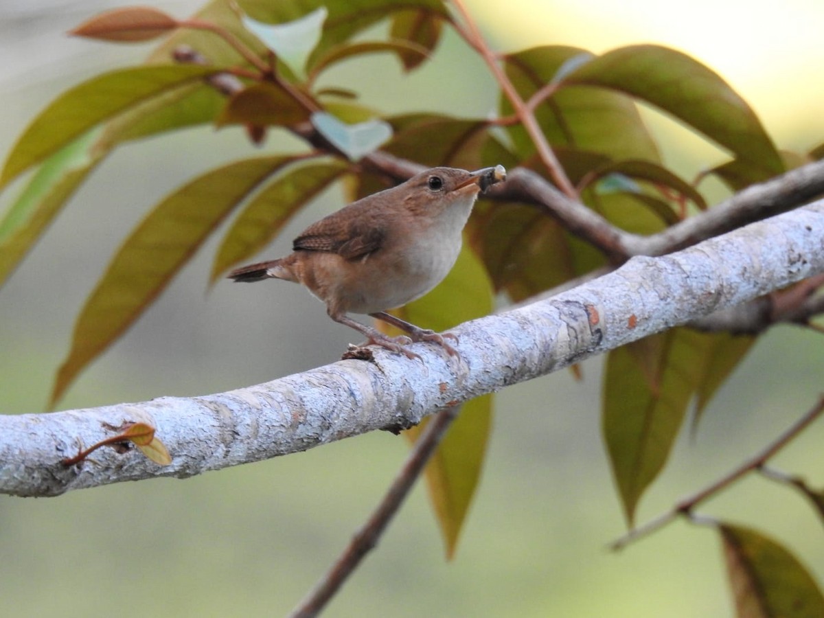 Southern House Wren - ML376664171