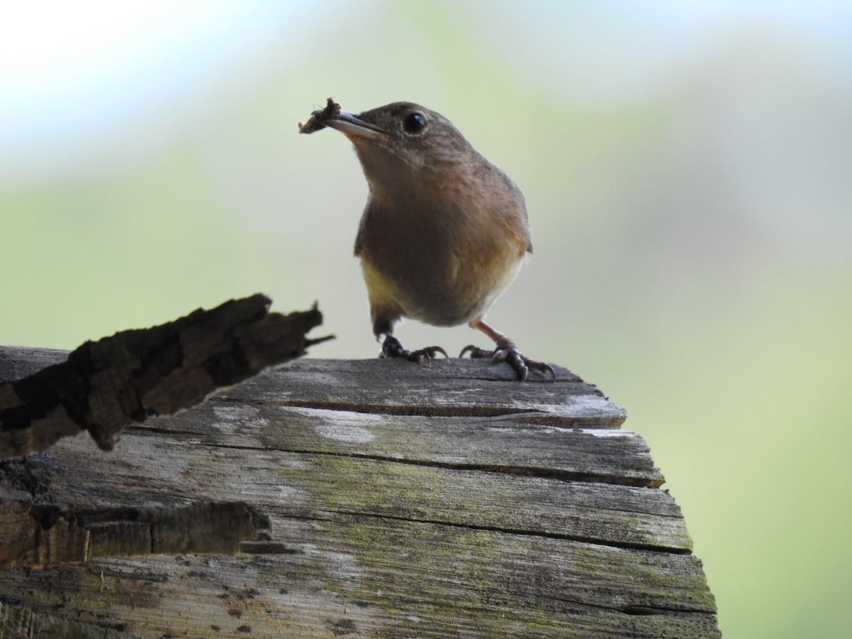 Southern House Wren - ML376664261