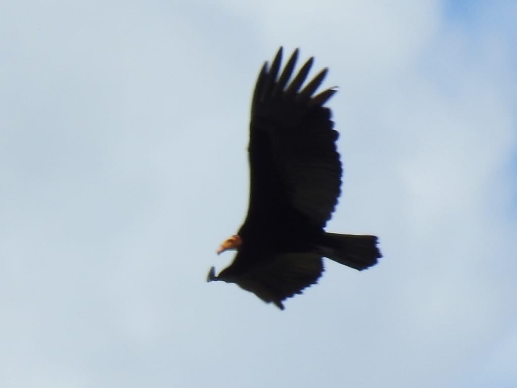 Lesser Yellow-headed Vulture - ML376664601