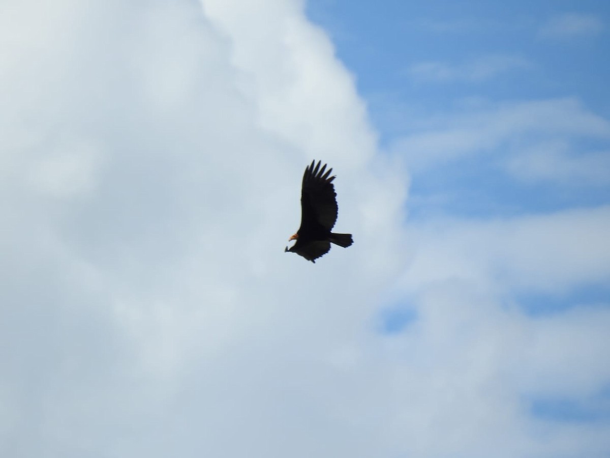 Lesser Yellow-headed Vulture - ML376664611