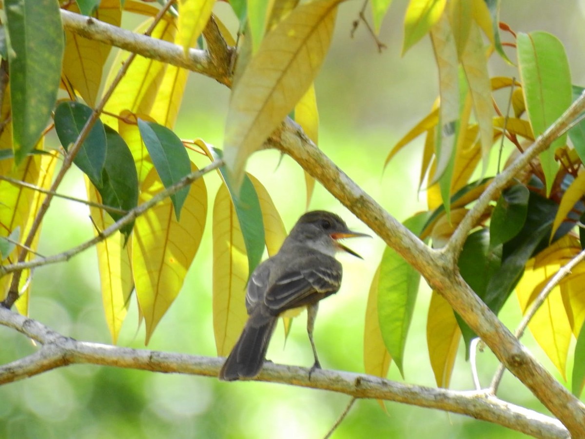 Tropical Kingbird - ML376664821