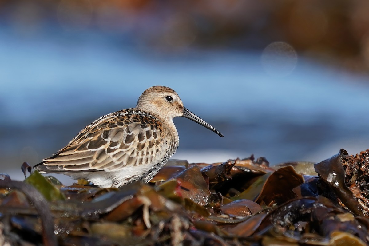 Dunlin - ML376664871