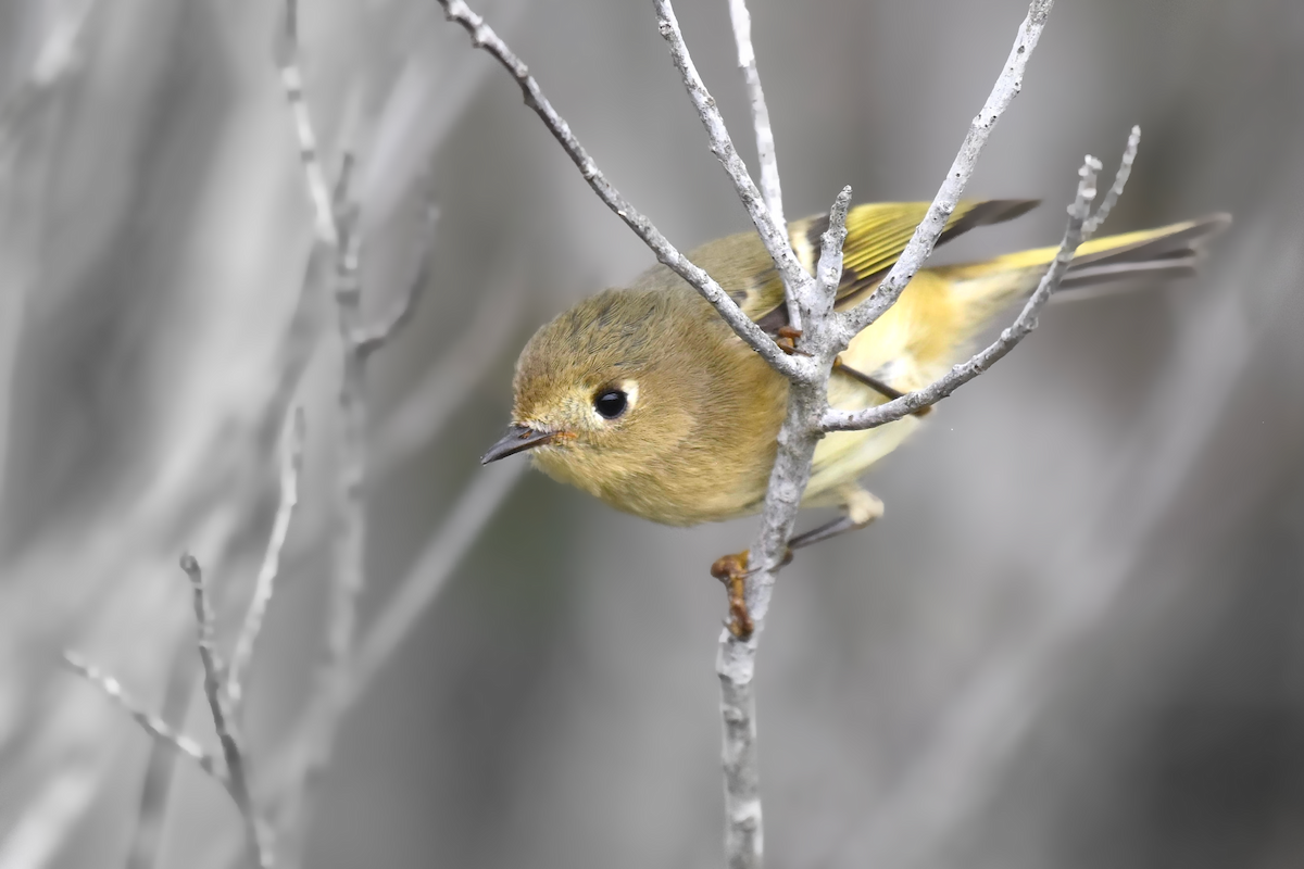 Ruby-crowned Kinglet - ML376664991
