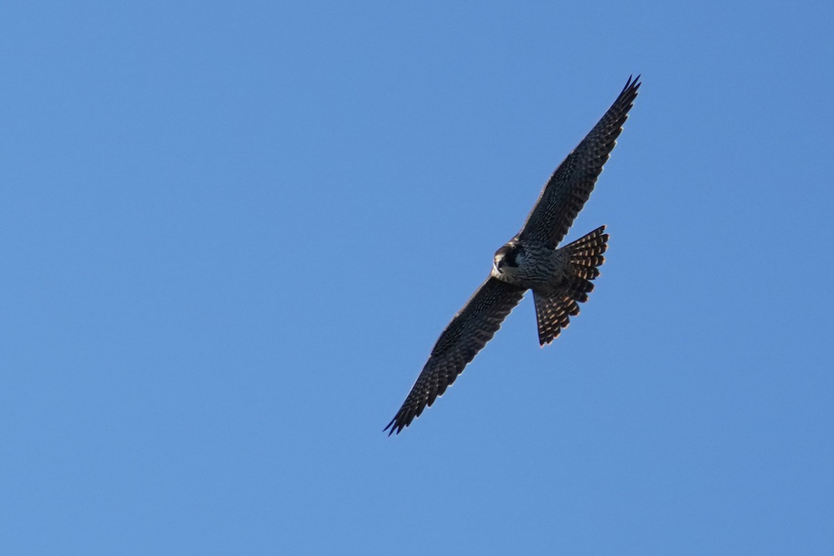 Peregrine Falcon - ML376665081