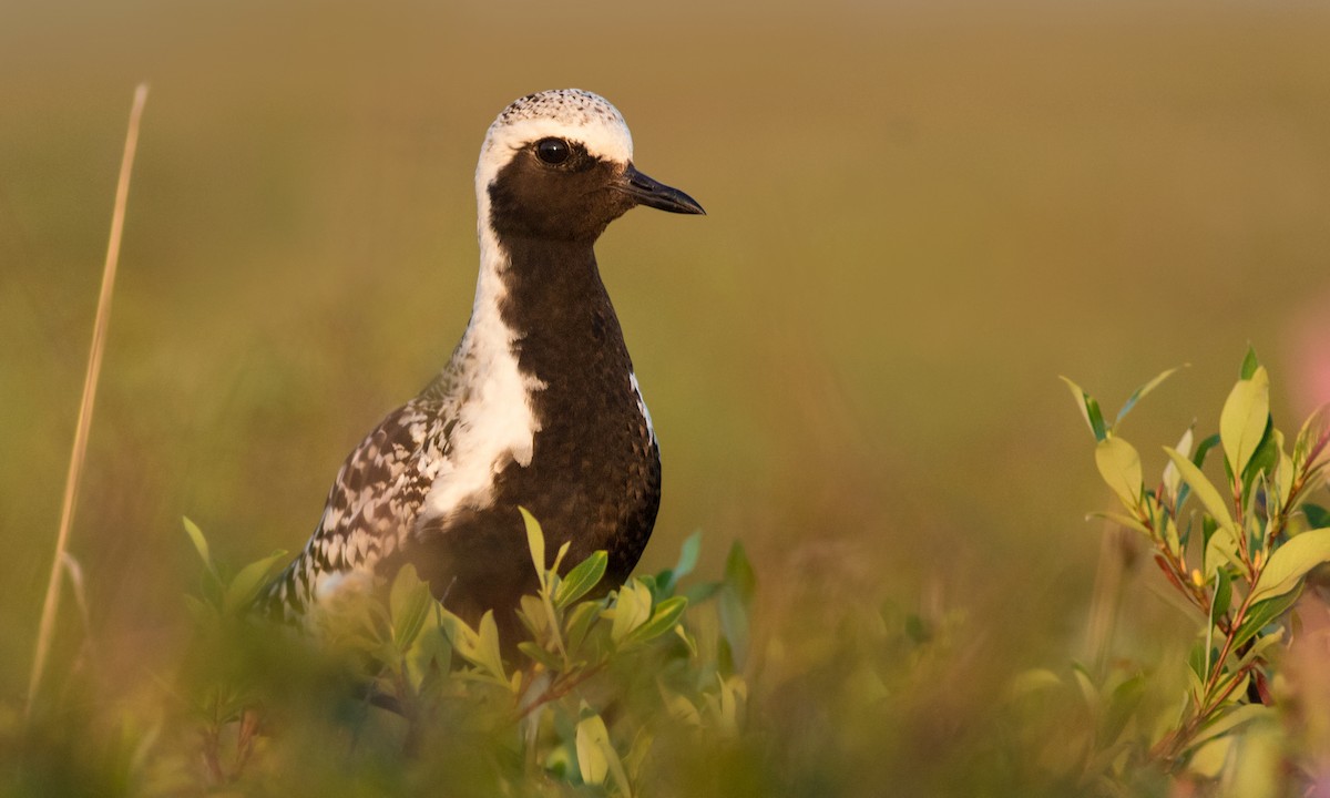 Black-bellied Plover - ML37666571