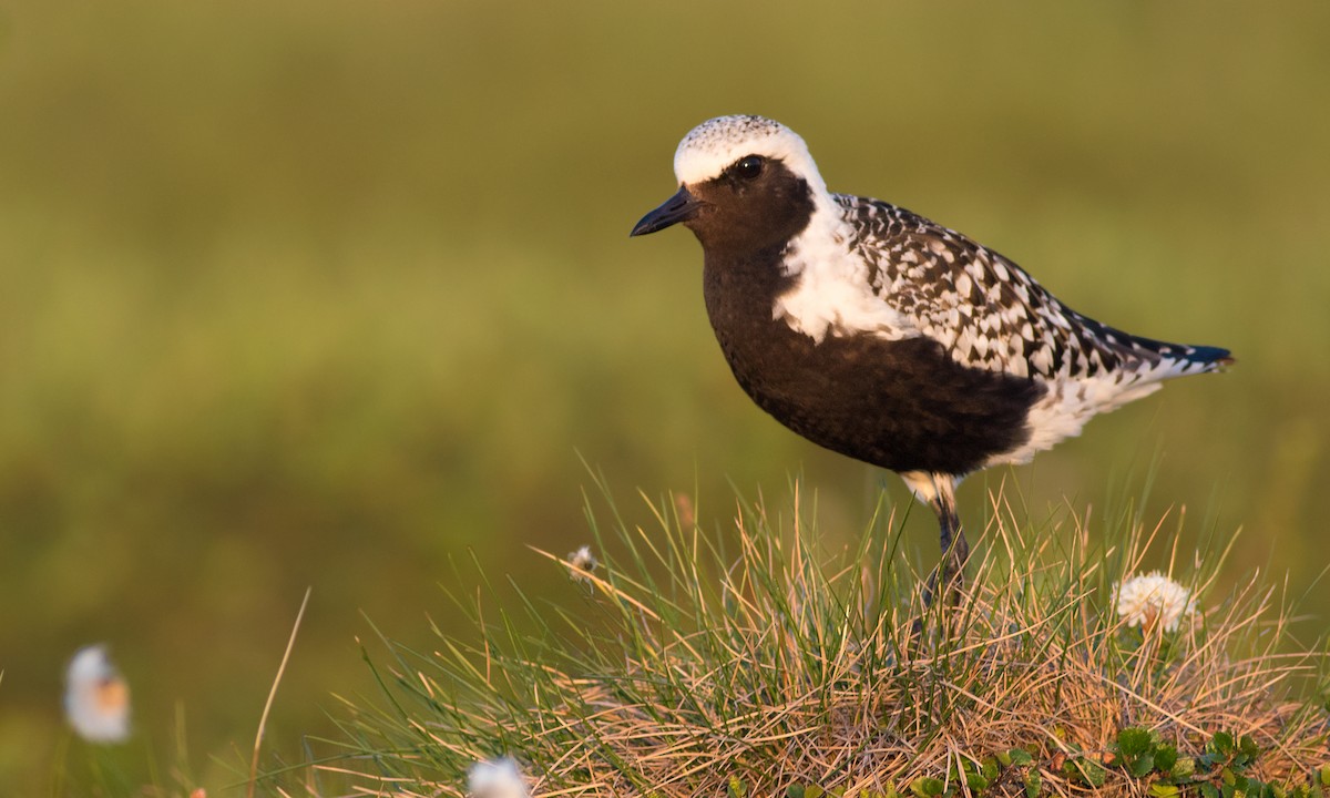 Black-bellied Plover - ML37666581