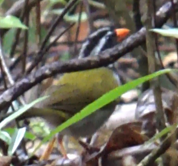 Orange-billed Sparrow - ML376667311